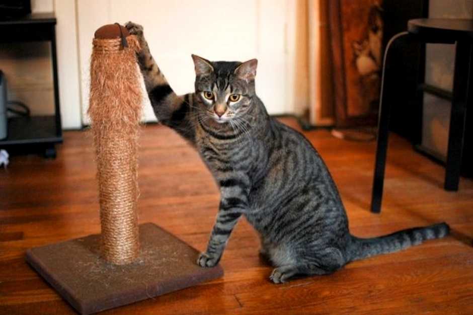 Как отучить кошку царапать мебель и обои: 7 идей