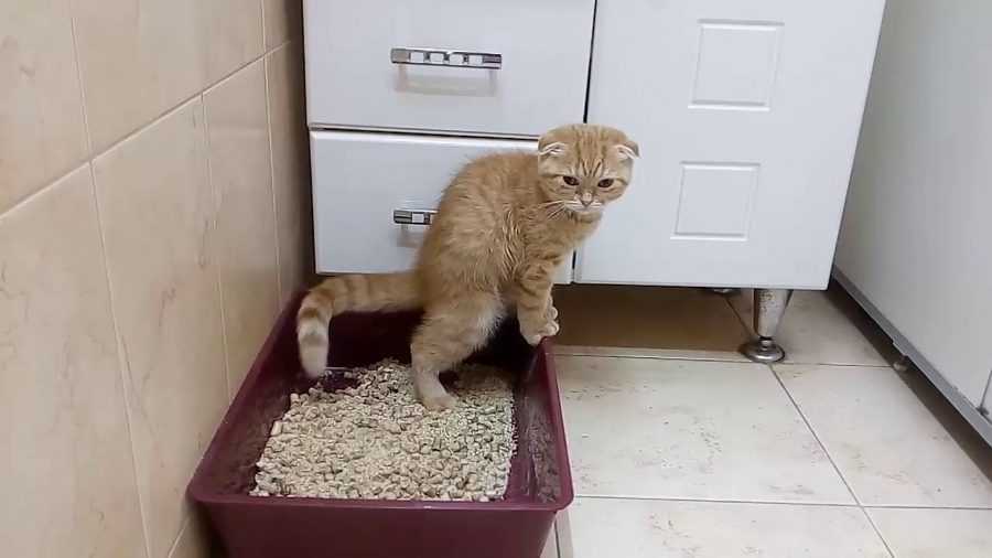 Отучение котенка писать на кровать