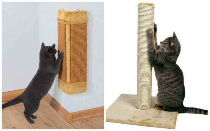 Как отучить кошку драть обои и мебель?