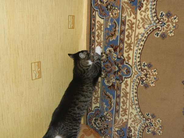 Как отучить кошку драть мебель и обои? чем обработать и как защитить мебель, чтобы кот не точил когти? выбираем средства от царапанья диванной обивки